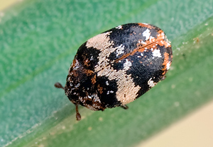 Teppichkäfer (Anthrenus scrophulariae) &ndash; Foto 1