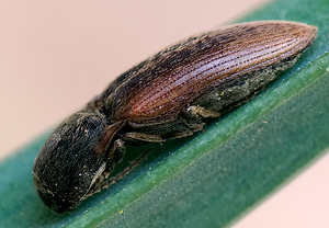 Gelbbrauner Schnellkäfer (Agriotes sputator), 21.04.2010