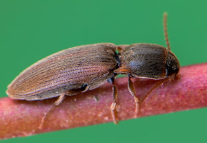 Gelbbrauner Schnellkäfer (Agriotes sputator), 19.04.2019