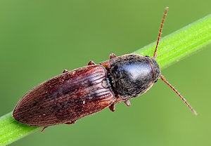 Gelbbrauner Schnellkäfer (Agriotes sputator)