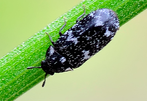 Gewellter Speckkäfer (Megatoma undata), 01.05.2010