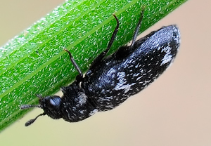Gewellter Speckkäfer (Megatoma undata)