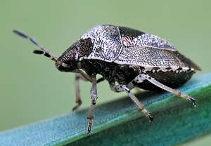 Schillerwanze (Eysarcoris venustissimus) &ndash; Foto 2