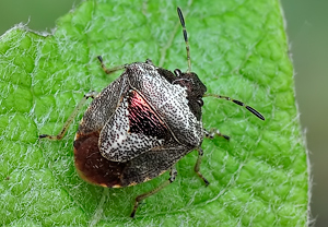 Schillerwanze (Eysarcoris venustissimus) &ndash; Foto 3