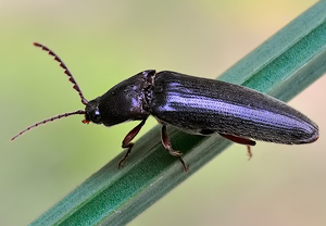 Rotfüßiger Schnellkäfer (Melanotus rufipes), 30.04.2010