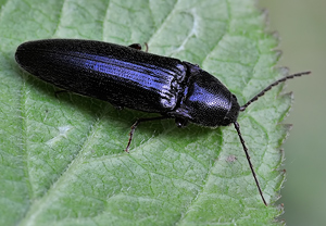 Rotfüßiger Schnellkäfer (Melanotus rufipes) &ndash; Foto 3