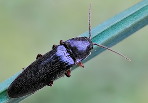 Rotfüßiger Schnellkäfer (Melanotus rufipes)