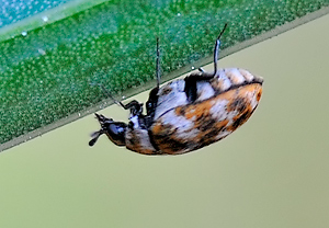 Anthrenus verbasci