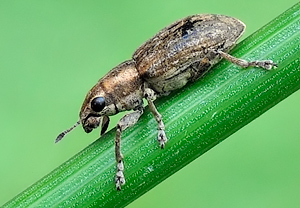 Sitona lepidus, 01.05.2010