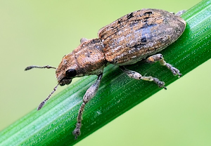 Sitona lepidus &ndash; Foto 1