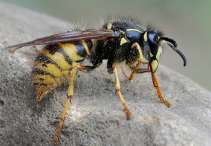 Sächsische Wespe (Dolichovespula saxonica), 29.04.2010