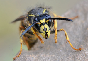 Sächsische Wespe (Dolichovespula saxonica), 29.04.2010