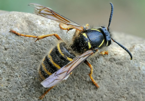 Sächsische Wespe (Dolichovespula saxonica)