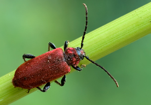 Rothaarbock (Pyrrhidium sanguineum) – Foto 1