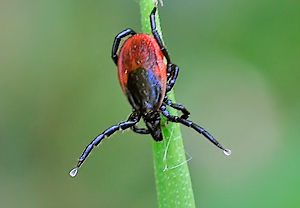Gemeiner Holzbock (Ixodes ricinus), 05.05.2010