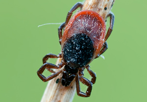 Gemeiner Holzbock (Ixodes ricinus), 29.05.2011