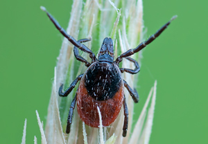 Gemeiner Holzbock (Ixodes ricinus), 03.06.2011