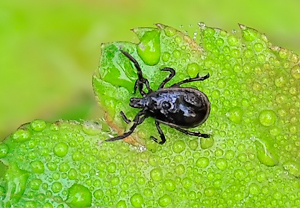 Gemeiner Holzbock (Ixodes ricinus), 03.05.2010