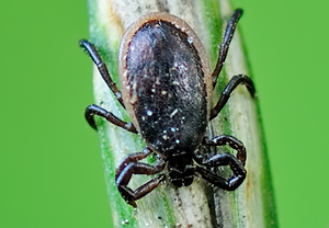 Gemeiner Holzbock (Ixodes ricinus) – Foto 6