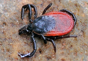 Gemeiner Holzbock (Ixodes ricinus)