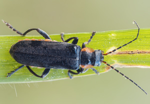 Dunkler Fliegenkäfer (Cantharis obscura), 19.05.2012