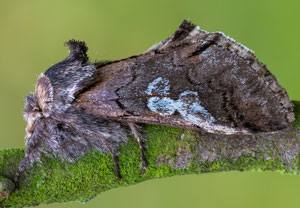 Blaukopf (Diloba caeruleocephala), 19.10.2025, Wyry
