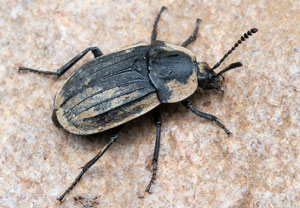 Trauriger Aaskäfer (Silpha tristis), 05.06.2021, Niederzissen, Bausenberg
