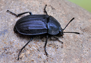 Trauriger Aaskäfer (Silpha tristis)