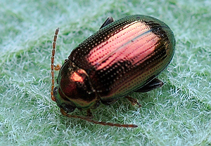 Goldener Erdfloh (Crepidodera aurea) &ndash; Foto 2