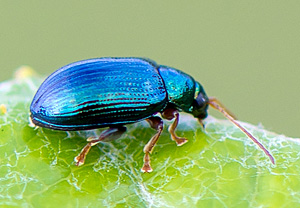 Goldener Erdfloh (Crepidodera aurea), 18.04.2014