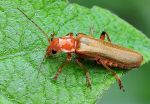 Cantharis cryptica, 04.05.2010