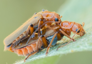 Cantharis cryptica, 17.05.2012