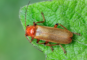 - (Cantharis cryptica)