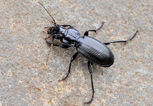 Pterostichus nigrita