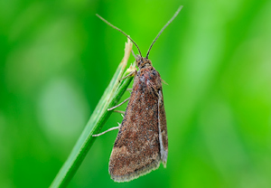Olivenbrauner Zünsler (Pyrausta despicata)