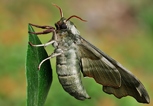 Lindenschwärmer (Mimas tiliae), 11.05.2010