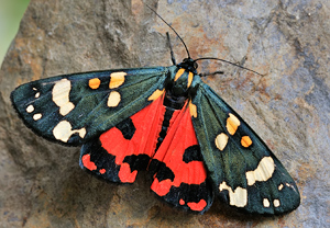 Schönbär (Callimorpha dominula), 22.06.2010