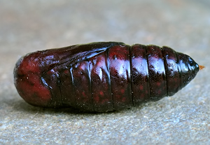 Schönbär (Callimorpha dominula), 04.06.2010
