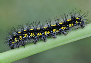 Schönbär (Callimorpha dominula) &ndash; Foto 5