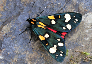 Schönbär (Callimorpha dominula)