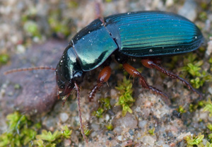 Harpalus rubripes, 11.04.2012