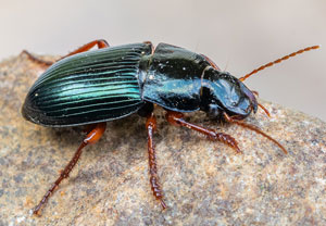 Harpalus rubripes, 10.05.2022, Hürth