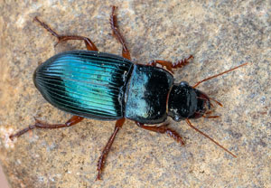 Harpalus rubripes, 10.05.2022, Hürth