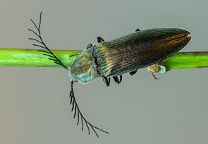 Metallfarbener Rindenschnellkäfer (Ctenicera pectinicornis), 17.05.2020, Bad Münstereifel