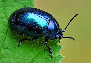 Himmelblauer Blattkäfer (Chrysolina coerulans), 08.05.2010, Äpfingen