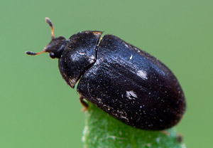 Gemeiner Pelzkäfer (Attagenus pellio), 29.05.2019