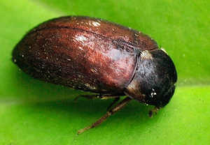 Gemeiner Pelzkäfer (Attagenus pellio)