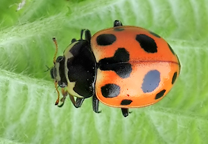 Berg-Marienkäfer (Hippodamia notata), Äpfingen
