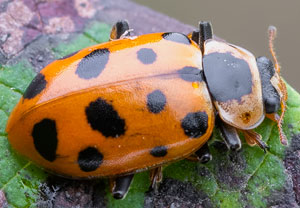 Dreizehnpunkt-Marienkäfer (Hippodamia tredecimpunctata), 10.10.2023, Wyry