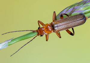 Metacantharis discoidea, 23.05.2021, Altenahr